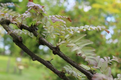 Gleditsia triacanthos 'Ruby lace' - dřezovec trojtrnný - jarní listy